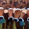 herrliche Eseleien &raquo; Trebah und Tresco